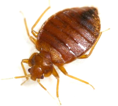 Bed Bugs Control