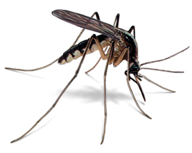 Mosquito Pest Control