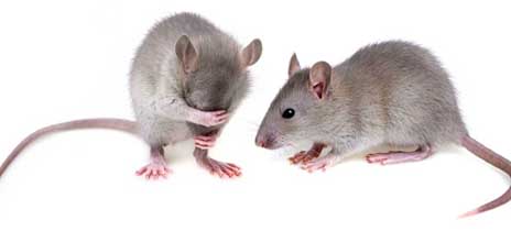 Rodents Pest Control