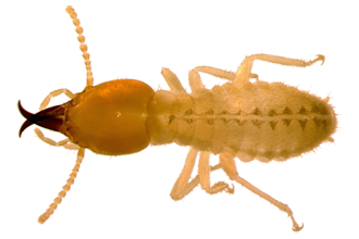 Termite Pest Control