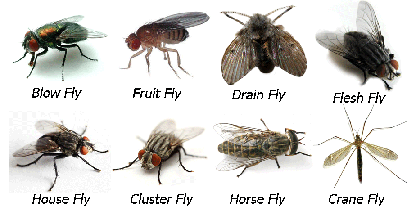 Flies Pest Control