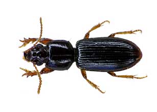 Wood Borer Control
